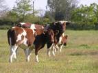 Vache