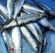 Sardines