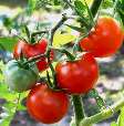 Tomates Tomates